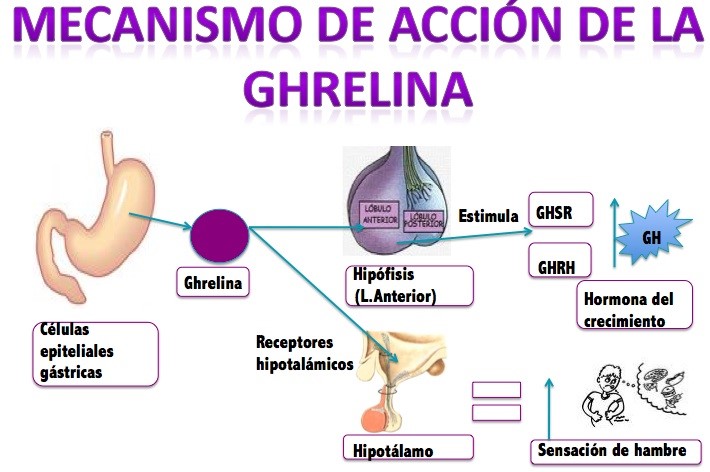 ¿Que es la Ghrelina? otra hormona que saciar el hambre