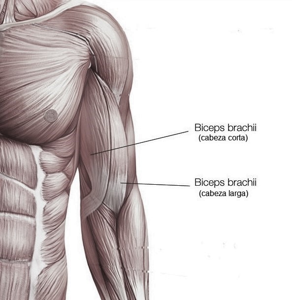 Anatomía del bíceps
