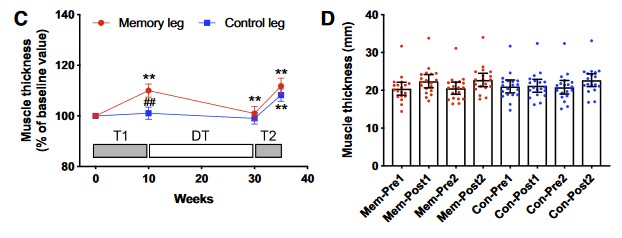 tamaño de las fibras musculares no mostró cambios durante el período de desentrenamiento ni en las 5 semanas de reentrenamiento