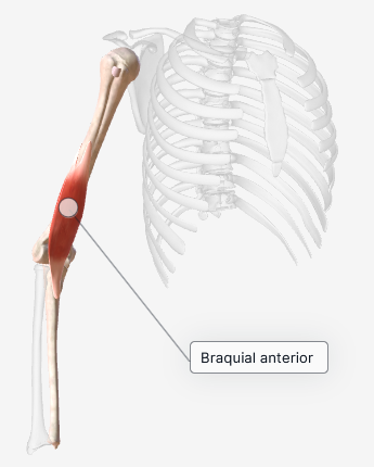 Factores que afectan la forma del bíceps